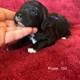 Girl 3 - Purple Collar - Black and white female Cavapoo puppy in Tempe, Arizona from Springerdoodles Plus AZ