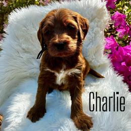 Charlie - Red  male Goldendoodle puppy in Travelers Rest, South Carolina from Bailey Mountain Doodles