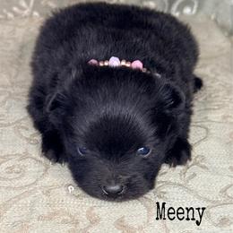Meeny - Black female Pomeranian puppy in Lexington, Oklahoma from BooneDox Miniature Dachshunds