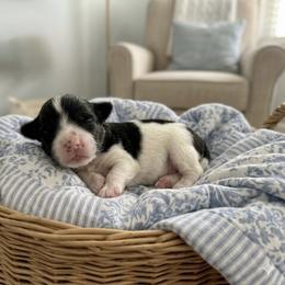 Boy 1 - Black and white male Havanese puppy in Charlotte, North Carolina from Butterfly Havanese