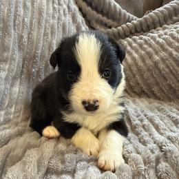 Atlas - Black and white male Border Collie puppy in Mckinney, Texas from Border Collies of Ruidoso