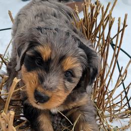 Australian Shepherd and Miniature Australian Shepherd Puppies from Cara Harker