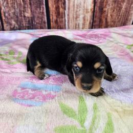 Ruby - Black and cream female Dachshund puppy in Malad City, Idaho from Mountain Sage Dachshunds