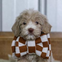 Coast - Apricot male Goldendoodle puppy in Warsaw, Ohio from Lovabledoodles