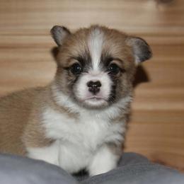 Marmalade - Sable female Pembroke Welsh Corgi puppy in Washington from Castle View Royal Rumps