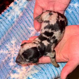 Christian - Dapple male Dachshund puppy in Magnolia, Texas from J&R Macias Dachshunds
