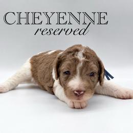 Cheyenne - Red merle female Aussiedoodle puppy in Claremont, North Carolina from Magnolia Grove Farms