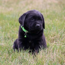 Girl 1 - Black female Labrador Retriever puppy in Archer Lodge, North Carolina from Archer Lodge Labradors