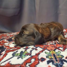 Girl 1 - Red female Dachshund puppy in Pasco, Washington from G & G Kennel