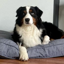 Axel rose - Australian Shepherd