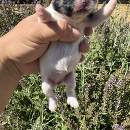 Dorothy - Brindle female Shih Tzu puppy in Tehachapi, California from Shih Tzu Crue
