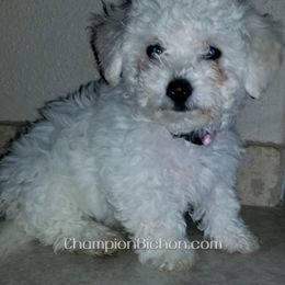 Bichon Frise Puppies from Champion Bichon