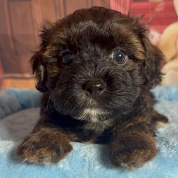 Crispin - Red sable male Havanese puppy in Clermont, Florida from Country Sweet Havanese and Creative Coaching