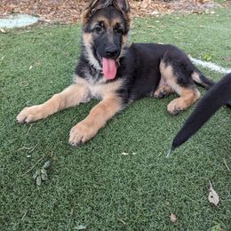 German Shepherd Puppies from Saint Pete Sheps
