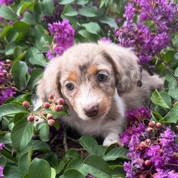 Hazel - Dapple female Dachshund puppy in Taylorsville, North Carolina from Feather & Tail Acres