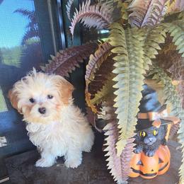 Roxy - Cream female Maltipoo puppy in Lebanon, Kentucky from Mosaic Merle Doodles
