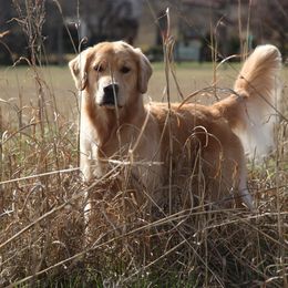 Golden Retriever All Grown Up from Firefly Cottage Golden Retrievers