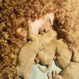 Goldendoodle Puppies from Walk by Faith Doodles