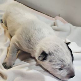 Sesame - Blue male Australian Cattle Dog puppy in Monterey, Tennessee from Quarter Acre Farms