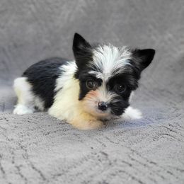 Rory - Parti female Yorkshire Terrier puppy in Middleton, Idaho from Rocky Mountain Yorkies