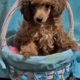 Poodle Puppies from Wheeler's Barking Lot