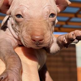 Decaf - Chocolate male American Hairless Terrier puppy in Sacramento, California from Gold Rush Kennels