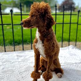 Wooton - Poodle