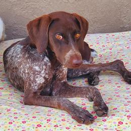 German Shorthaired Pointers from Pure Keller Pups