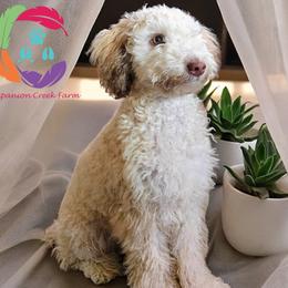 Opal - Labradoodle