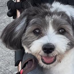 Havanese from Paw Print Havanese