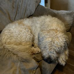 Gordon - Bouvier des Flandres