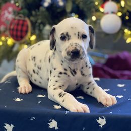 Girl 1 - Dalmatian puppy in Knoxville, Arkansas from K2 Dalmatians