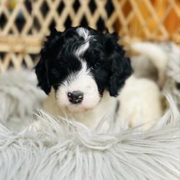 Flora - Black and white female Bernedoodle puppy in Natural Bridge, Virginia from Rockbridge Puppies