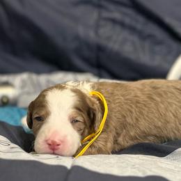 Chewbacca - Chocolate merle male Bernedoodle puppy in Lone Jack, Missouri from Elite Bernedoodle Besties LLC