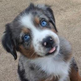 Violet - Miniature Australian Shepherd