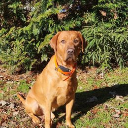 Clay - Labrador Retriever