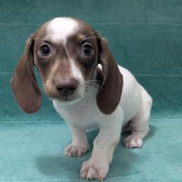 5 Lucky Charm - Piebald male Dachshund puppy in Central Point, Oregon from MRS Long Dog Ranch