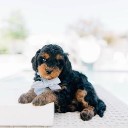 Joe - Black and tan male Cavapoo puppy in Murray, Utah from Sun Valley Doodles
