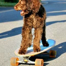 Australian Labradoodles from Mountain Creek Labradoodles