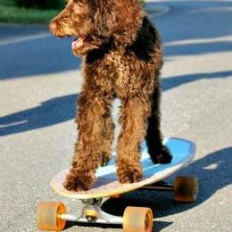 Australian Labradoodles from Mountain Creek Labradoodles