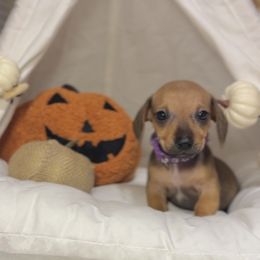 Ivy - Red female Dachshund puppy in Phoenix, Arizona from Lengthydog.co