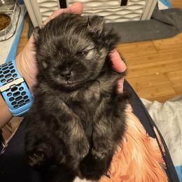 Ash - Wolf sable female Pomeranian puppy in North Port, Florida from POMRITA POM’S