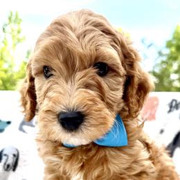 Light Blue Collar Boy - Red male Double Doodle puppy in Clarks Hill, South Carolina from Rosie’s Double Doodles