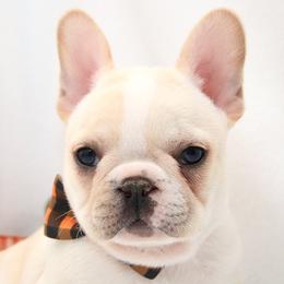 Spanky - Cream male French Bulldog puppy in West Plains, Missouri from Must Be Frenchies & Crown Of Curls Bolonka