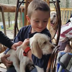 Spinone Italiano Puppies from Maple Hollow Spinone