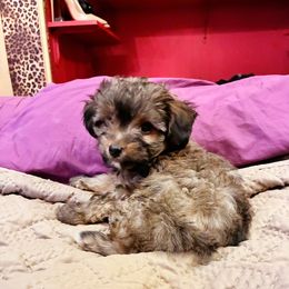 Tiberius Caesar - Tan male Yorkipoo puppy in Jersey City, New Jersey from Tuts Pups Cafe