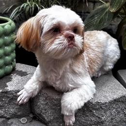Randy - Gold and white male Shih Tzu puppy in Victorville, California from RUMBLE n TUMBLE