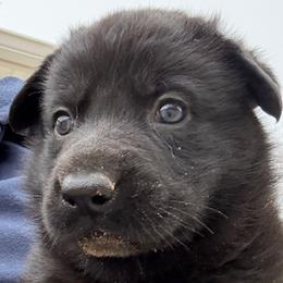 ANGEL - lilac collar - Black female German Shepherd puppy in Coats, North Carolina from T'S SHEPHERDS