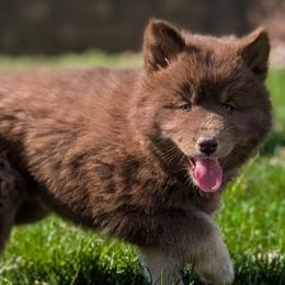 Kit - Red and white female Siberian Husky puppy in Coshocton, Ohio from Wyant Farms