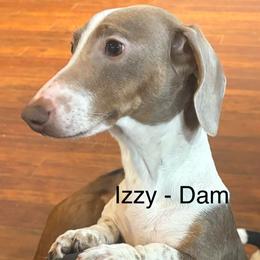 Izzy - Dachshund